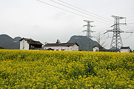 云南罗平县,乡村公路旁,油菜地,高压电柱,徐学哲摄影,尼康,年,月