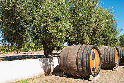 大,木质,葡萄酒桶,院子,葡萄酒厂,门多萨,阿根廷