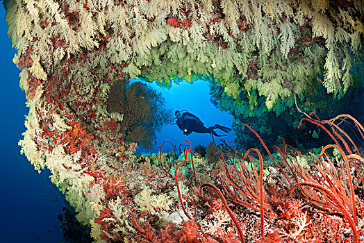 潜水,看,珊瑚礁,突破,繁茂,软珊瑚,软珊瑚目,印度洋,马尔代夫,亚洲