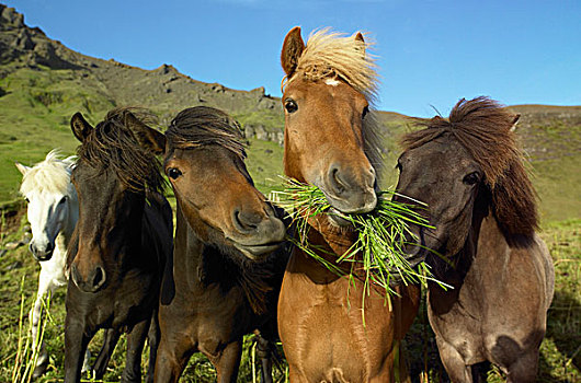 冰岛马,吃草,冰岛