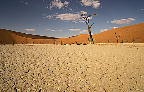 缝隙,粘土,远景,枯木,索苏维来地区,国家公园,纳米比亚