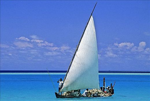 马尔代夫,男人,运输,珊瑚,小船