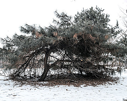 冬季的松树