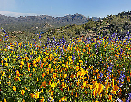 花菱草,湖,州立公园,亚利桑那