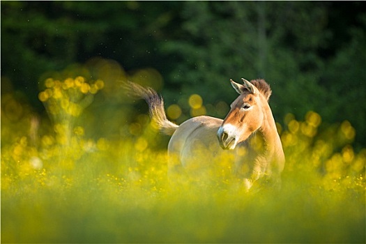 马,放牧,可爱,草地