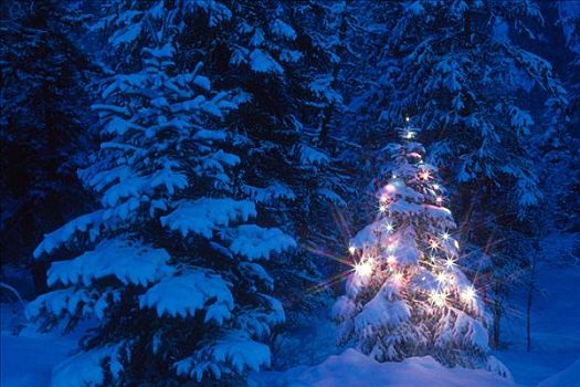 云杉,树林,圣诞灯光,冬天