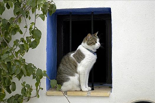 猫,坐,窗,开着,白色海岸,西班牙