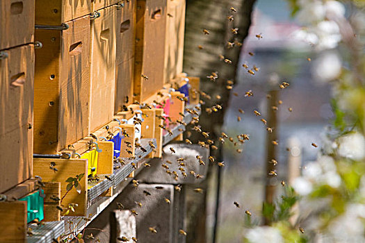 蜜蜂,蜂巢,养蜂