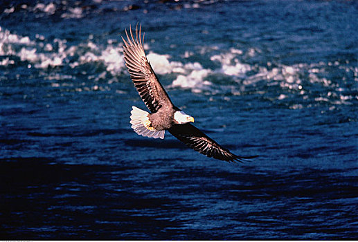 白头鹰,飞行,河,不列颠哥伦比亚省,加拿大
