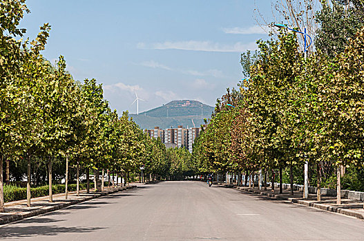 干净整洁的道路和道路旁的行道树