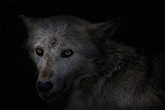 狼,眼睛,黑色背景
