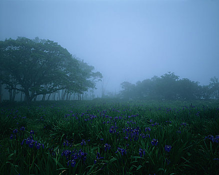 日本,鸢尾,雾