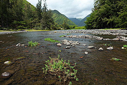 河流,流动,茂密,叶子,山,夏威夷大岛,夏威夷,美国