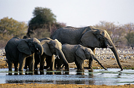 纳米比亚,埃托沙国家公园,大象,水潭