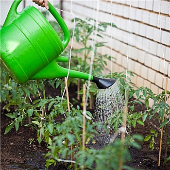 浇水,西红柿,蔓藤,温室