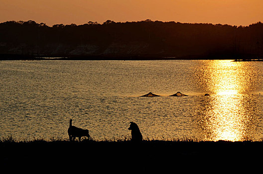 夕阳湖畔的小狗