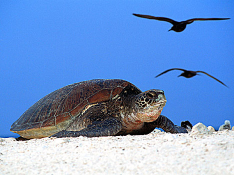绿海龟,龟类,筑巢地,大堡礁,澳大利亚