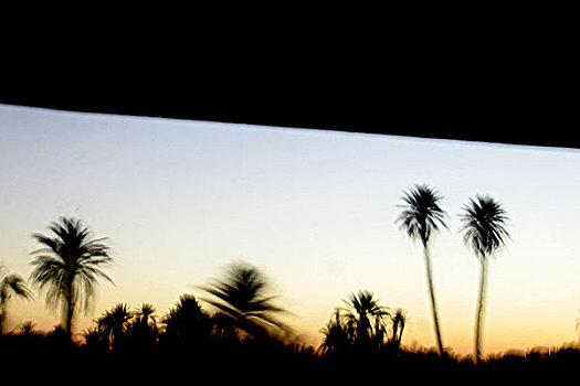 棕榈树,树,风景,窗户,黎明,南方,摩洛哥,2006年