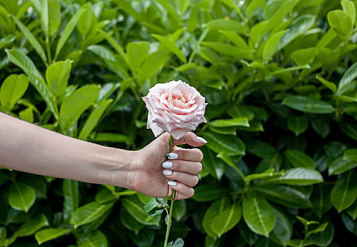 女性,手,花,玫瑰