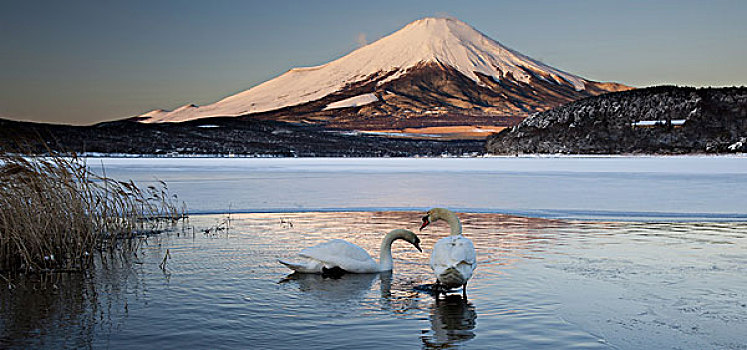 一对,疣鼻天鹅,湖,反射,山,富士山,日本