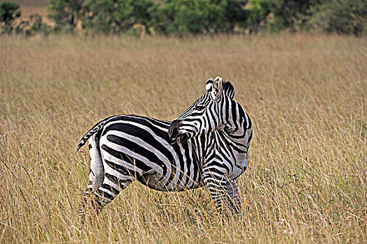 斑马,晚间,亮光,马赛马拉国家保护区,肯尼亚,东非,非洲
