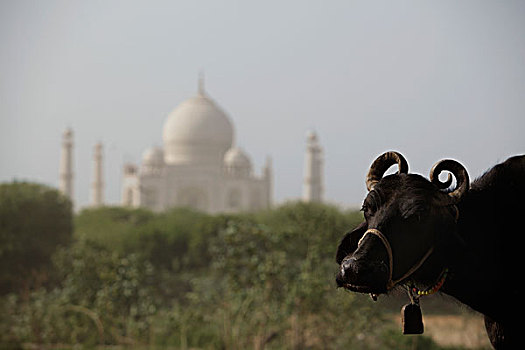 特写,母牛,泰姬陵,阿格拉,印度