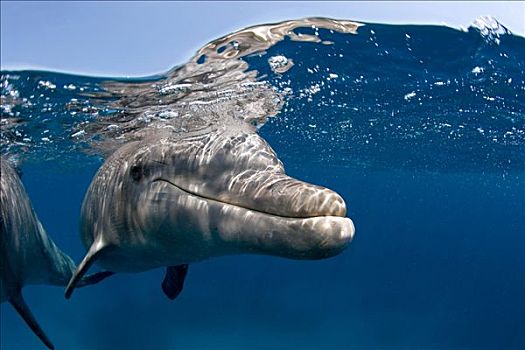 大西洋瓶鼻海豚