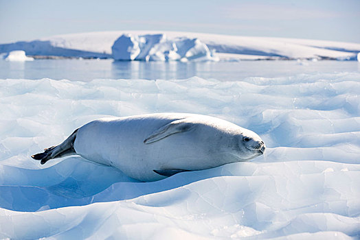 海豹,躺着,浮冰,南极