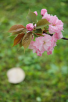 粉红色的樱花