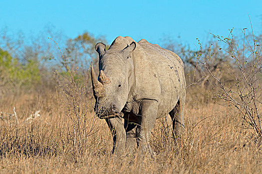 白犀牛,白犀,成年,雄性,站立,干草,克鲁格国家公园,南非,非洲
