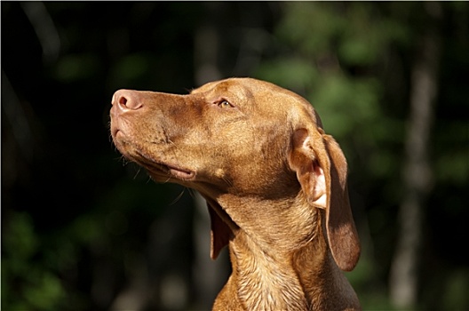 日光,匈牙利,维希拉猎犬,狗