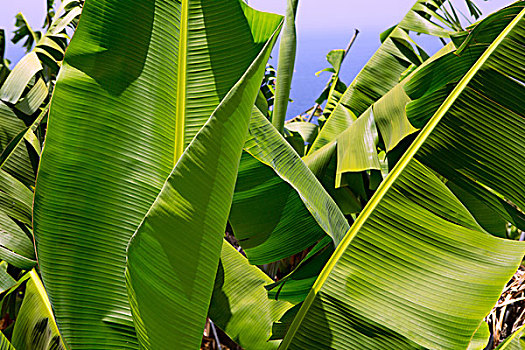加那利群岛,香蕉,种植园,帕尔玛