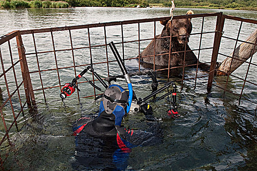 棕熊,看,摄影师,堪察加半岛,俄罗斯