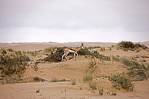 跳羚,沙丘,靠近,湾,纳米比亚