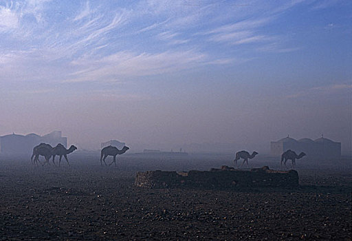 骆驼,住宅区,靠近,人,城市,赫拉特,流行,多,部落,旅行,牧群,动物,发现,生手,草场