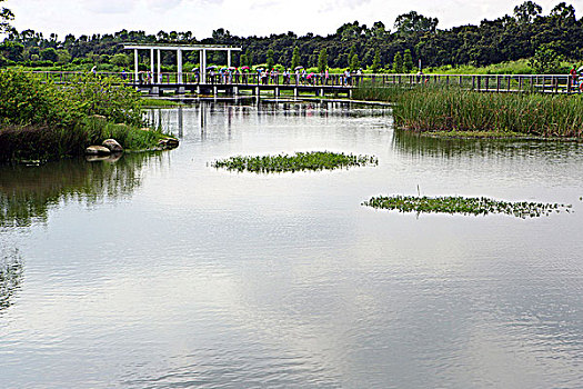 湿地,公园,香港