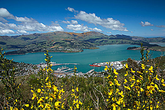 扫帚,花,港口,山,坎特伯雷,南岛,新西兰