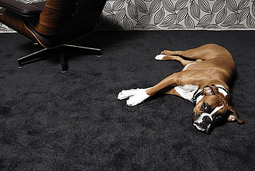 狗,躺下,地毯