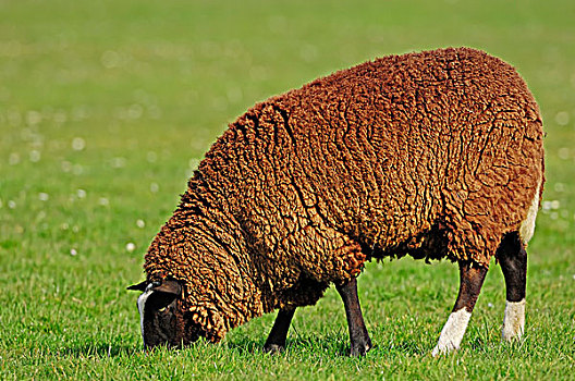 绵羊,家羊,母羊,北荷兰,荷兰,欧洲