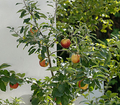 苹果树,橙色