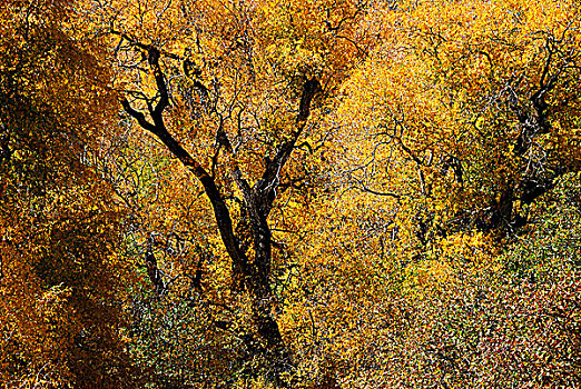 树林,科罗拉多,美国