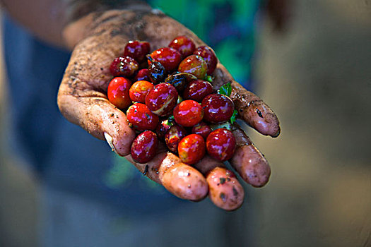 萨尔瓦多,中美洲,卡门,有机,咖啡,不动产