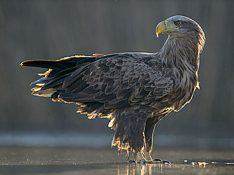 白尾鹰,白尾海雕,成年,站立,浅水,水塘,呼吸,国家公园,匈牙利,欧洲