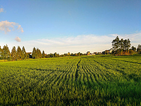 田野乡村