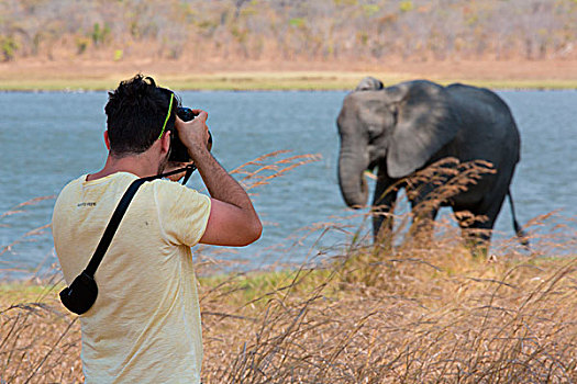 非洲,马拉维,利隆圭,地区,国家公园,摄影师,大象