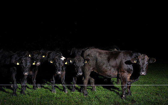 母牛,后面,栅栏,夜晚,弗里斯兰省,荷兰