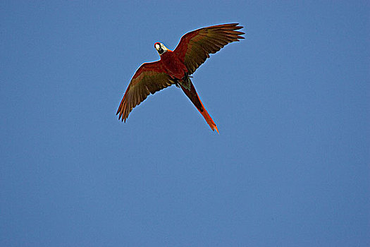 绯红金刚鹦鹉,飞行,委内瑞拉