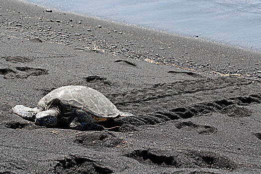 绿海龟,龟类,黑沙,海滩,夏威夷大岛,夏威夷,美国
