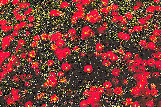 俯拍,草地,红花