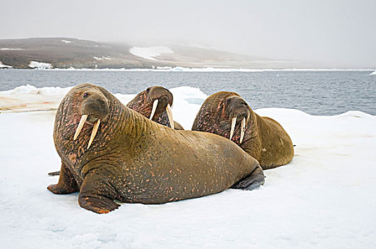 格陵兰,海洋,挪威,斯瓦尔巴群岛,斯匹次卑尔根岛,海象,成年,休息,漂浮,海冰